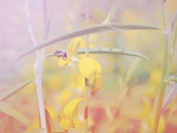 Close-up of yellow flower blooming outdoors