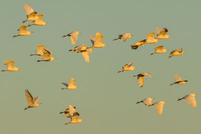 Birds flying over white background