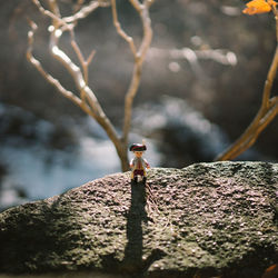Close-up of bird perching on branch