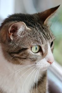 Close-up portrait of cat