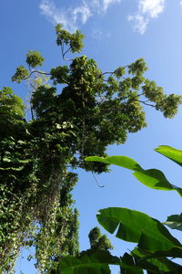 Low angle view of trees against sky