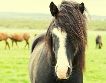 Close-up of horse on field