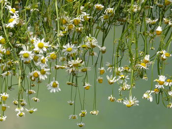 Close-up of yellow flowering plants