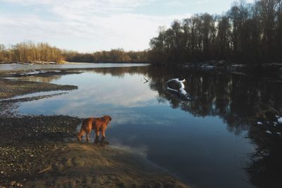 Dog standing on lake