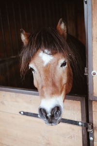 Close-up portrait of horse in stable