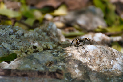 Close-up of insect on rock