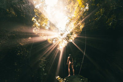 Sunlight streaming through trees in forest