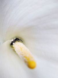 Insect on a calla flower.