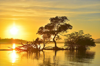 Silhouette tree by calm lake at sunset