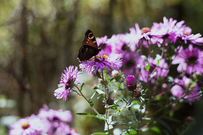 Close-up of butterfly pollinating on purple flower