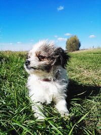 High angle view of puppy on field against sky