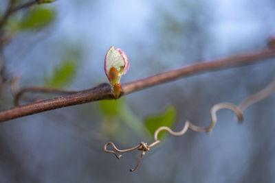 Close-up of flower bud growing on branch