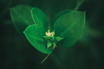 Close-up of plant