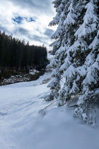 Pine trees on snow covered land against sky