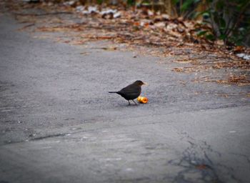 Bird perching on road