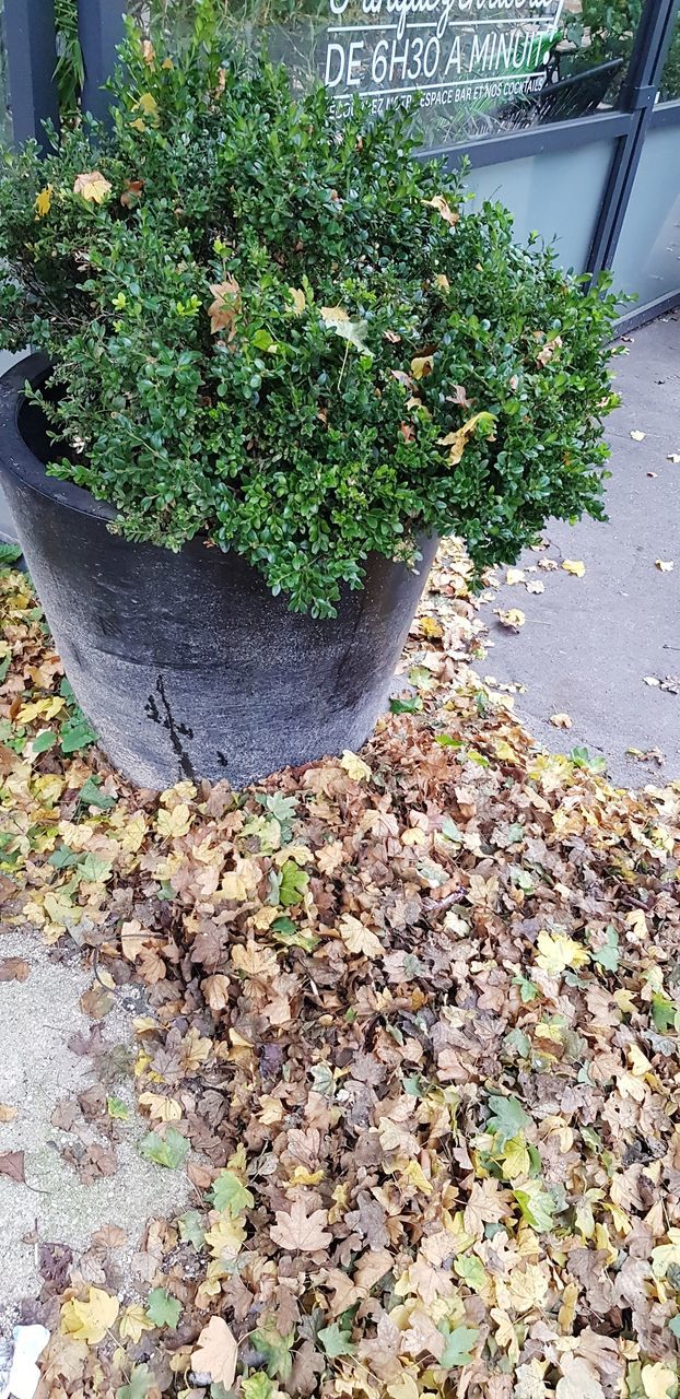 HIGH ANGLE VIEW OF TREE IN AUTUMN