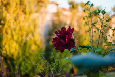 Close-up of red flowering plant