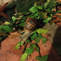 Close-up of snail on leaves