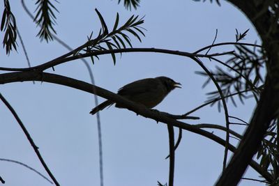 Low angle view of bird perching on tree against sky