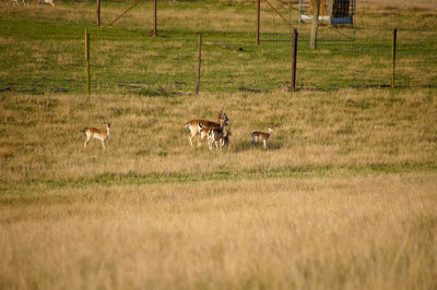Sheep on field