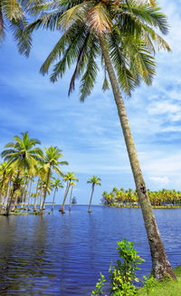 Palm tree by sea against sky