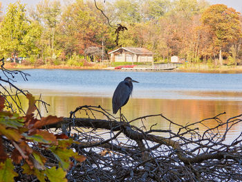 Bird perching on a lake