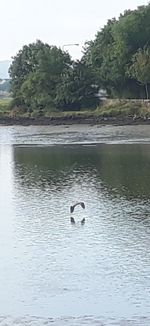 Bird swimming in lake