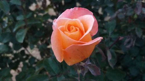 Close-up of orange rose