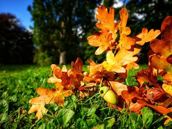 Close-up of yellow maple leaves on plant