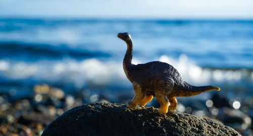 Toy dinosaur on stone at beach