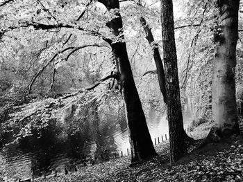 Trees growing in forest