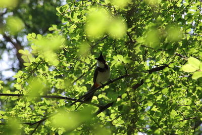 Bird perching on a tree