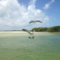 Seagull flying over sea