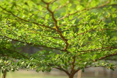 Close-up of tree in forest