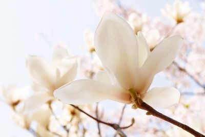 Close-up of white flowers