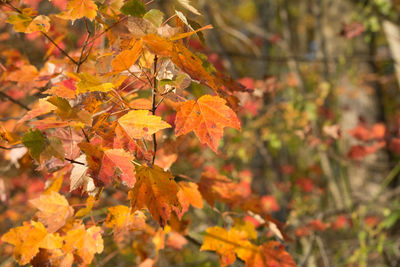Close-up of maple leaves on tree