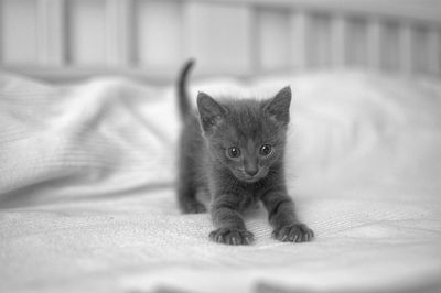 Cute black kitten on bed