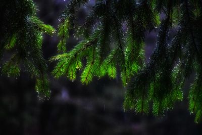 Close-up of pine tree in forest