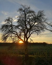 Trees against sky during sunset