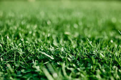 Full frame shot of grass