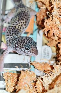 Close-up of a reptile for sale