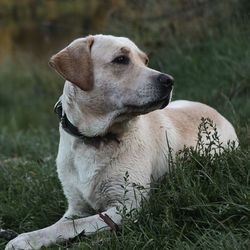 Dog looking away while sitting on land