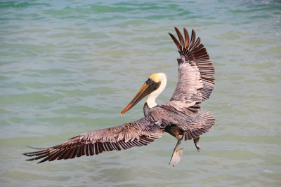 Pelican flying the sea