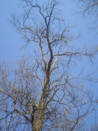 Low angle view of bare tree against blue sky
