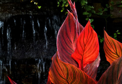 Close-up of red flowering plant