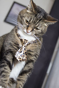 Cat disguised with a tie. funny cat with her tongue.
