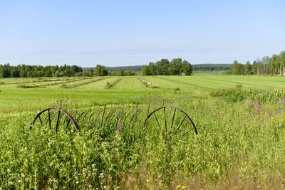 Scenic view of agricultural field against sky