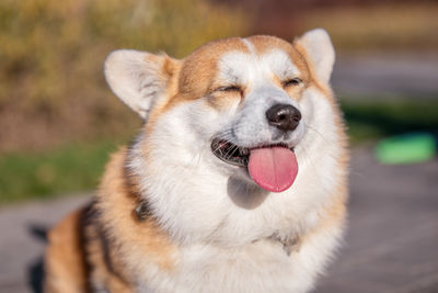 Close-up portrait of dog