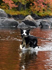 Dog on water