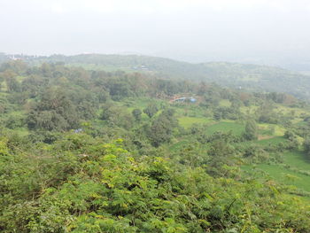 Scenic view of forest against sky